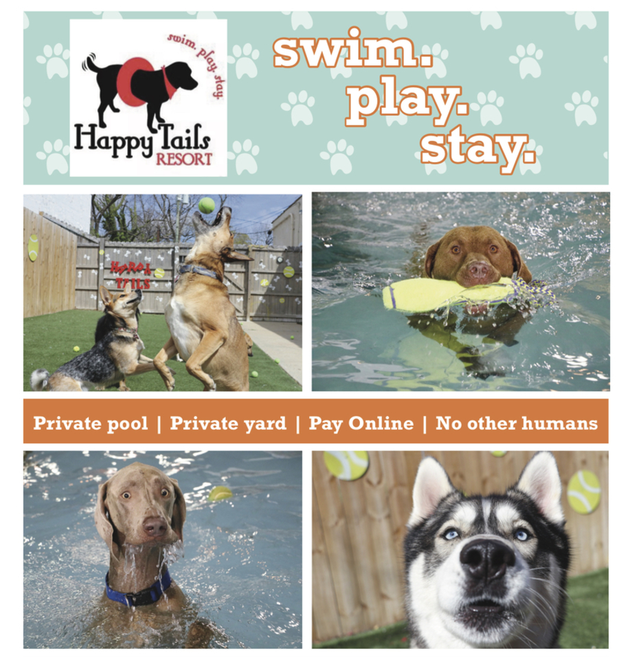 happy dogs play and stay